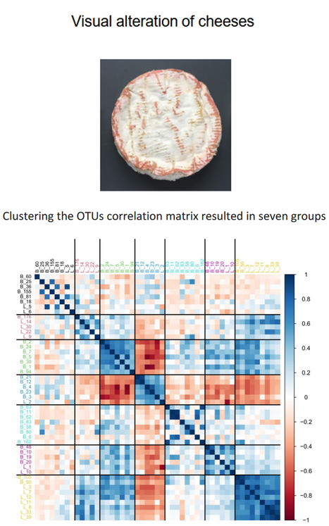 L&rsquo;&eacute;nigme des fromages roses : une signature microbienne et m&eacute;tabolique ! | Life Sciences Universit&eacute; Paris-Saclay | Scoop.it