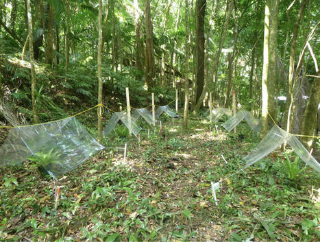 [Toulouse INP]La diversité biologique capable d’atténuer les conséquences du changement climatique sur les écosystèmes néotropicaux | InMédias | Scoop.it
