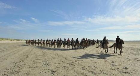 BAIE DE SOMME Les hensons rentrent pour l&rsquo;hiver | Cheval et Nature | Scoop.it