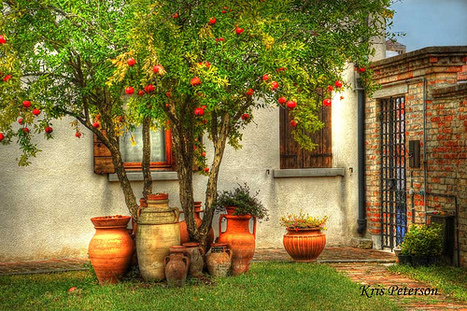 Pomegranate Tree In The Kite Runner