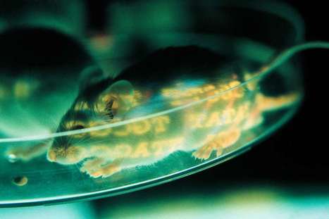 Gene therapy injection into spinal cord halts ALS in adult mice | #ALS AWARENESS #LouGehrigsDisease #PARKINSONS | Scoop.it