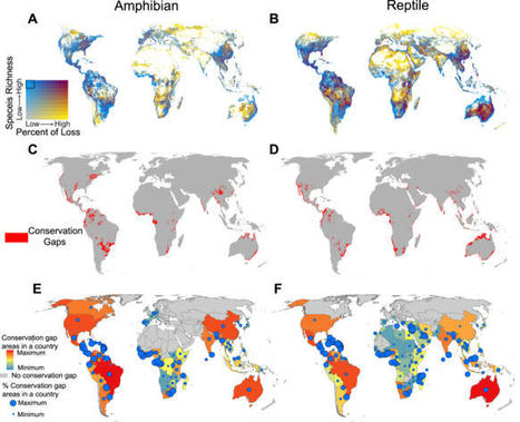 Global Protected Areas as refuges for amphibians and reptiles under climate change - Nature Communications | Biodiversité | Scoop.it