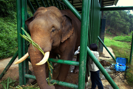 No. 1 Most Expensive Coffee Comes From Elephant's No. 2 | The Asian Food Gazette. | Scoop.it