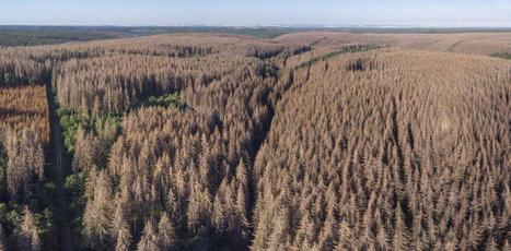 Pourquoi la forêt française a besoin d’un traitement de fond | ECOLOGIE - ENVIRONNEMENT | Scoop.it