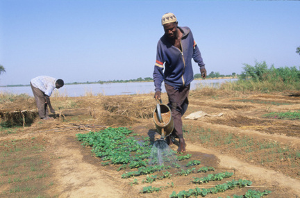 Un entrepreneur agricole dans le village de Yendéré au Burkina Faso | Questions de développement ... | Scoop.it