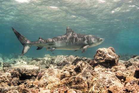 State, Scientists Tracking Sharks - MidWeek | Soggy Science | Scoop.it