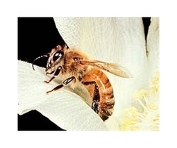 Honeybee deaths linked to seed insecticide exposure (What Are They Doing to Human Bodies?) | YOUR FOOD, YOUR ENVIRONMENT, YOUR HEALTH: #Biotech #GMOs #Pesticides #Chemicals #FactoryFarms #CAFOs #BigFood | Scoop.it