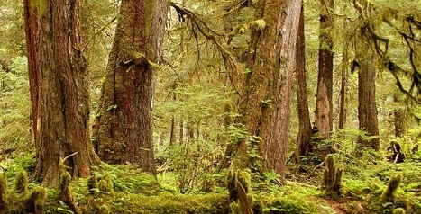 Elders of the Forests Disappearing Worldwide -Irreplaceable habitat for many animals. | BIODIVERSITY IS LIFE  – | Scoop.it