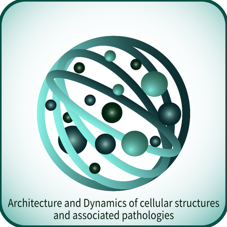  Alex von Appen  seminar on April the 14th at 11.am: "Nuclear self-assembly following vertebrate mitosis” in I2BC Gif-sur-Yvette | I2BC Paris-Saclay | Scoop.it