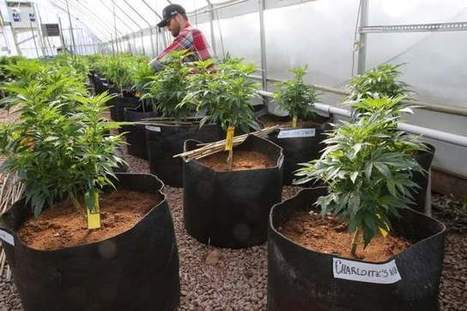 Medical marijuana has support but lacks money | Beckley News : Cannabis - Marijuana | Scoop.it