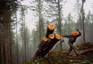 Jobs vs. environment at Oregon legislature | Timberland Investment | Scoop.it