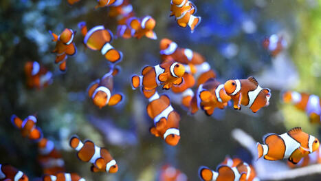 How climate change is affecting some clownfish | by Kaity Kline | NPR.org | @The Convergence of ICT, the Environment, Climate Change, EV and HEV Transportation & Distributed Renewable Energy | Scoop.it