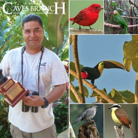 Caves Branch Wins Birdathon | Cayo Scoop!  The Ecology of Cayo Culture | Scoop.it