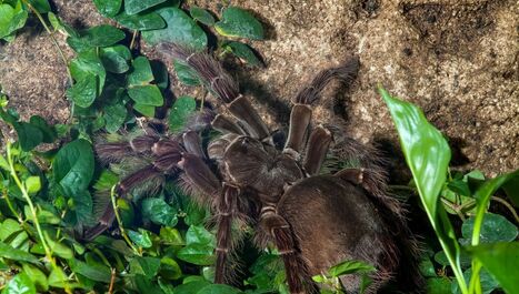 Comment la collection d'araignées du Muséum national d'Histoire naturelle aide-t-elle à décrire de nouvelles espèces | Insect Archive | Scoop.it
