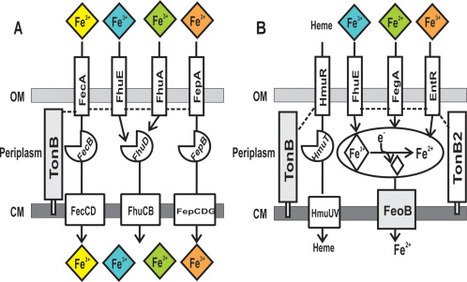 Rapid evolution of a bacterial iron acquisition system | RMH | Scoop.it