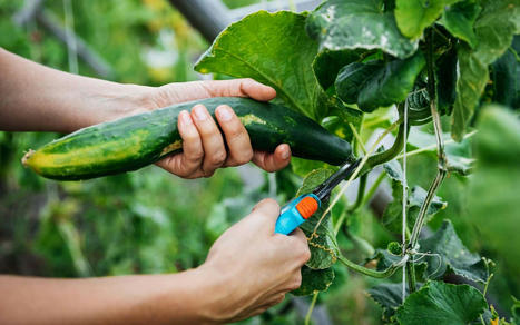 Les potagers urbains peuvent accueillir la production de nombreuses variétés de légumes - Futura sciences | ESPACES VEGETALISES URBAINS | Scoop.it