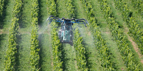 Vin : un polluant &eacute;ternel, le TFA, d&eacute;tect&eacute; dans des bouteilles &agrave; des niveaux records, des crus fran&ccedil;ais parmi les pires | Biodiversit&eacute;, &Eacute;cologie et Environnement | Scoop.it