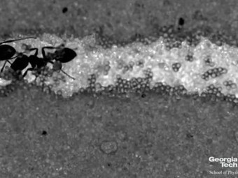 Biomimicry: Ant movements inspire tunnel-digging robots | Biomimicry 3.8 | Scoop.it