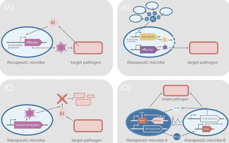 Engineering quorum sensing: new directions for antimicrobial therapy | tin | RMH | Scoop.it