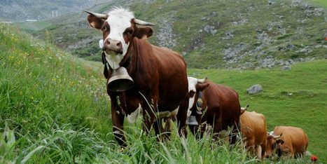 Haute-Savoie : Une pétition contre les cloches des vaches | Lait de Normandie... et d'ailleurs | Scoop.it