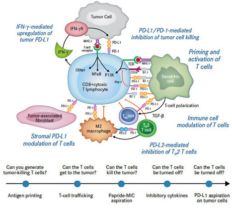 Preamble to the 2015 SITC immunotherapy biomarkers taskforce | Immunology and Biotherapies | Scoop.it