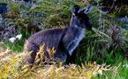 Ecotourisme en Australie : Virée dans les immensités du Nullarbor | Ecotourisme | Scoop.it