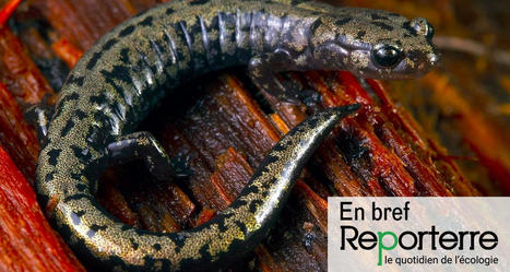 Des milliers d’espèces méconnues menacées de disparition | Toxique, soyons vigilant ! | Scoop.it