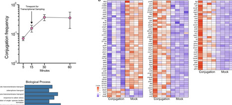 Bacterial species and surface structures shape gene transfer and the transcriptional landscape during early conjugation | Brvm | RMH | Scoop.it