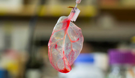 Futurism : "Researchers have transformed a spinach leaf into working heart tissue | Ce monde à inventer ! | Scoop.it