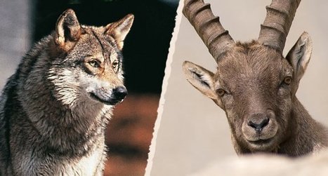Loups et bouquetins nos demandes de suspension des tirs sont rejetées - Actualités - LPO | Biodiversité | Scoop.it