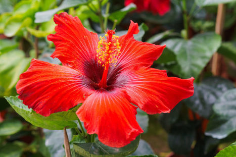 Why You Should Be Using Hibiscus | Notebook or My Personal Learning Network | Scoop.it