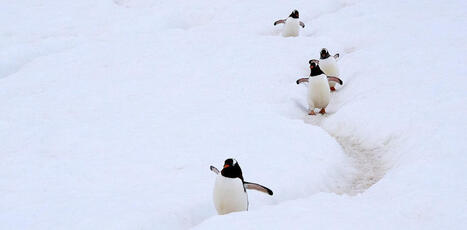 Des manchots de l&rsquo;Antarctique &agrave; l&rsquo;explicabilit&eacute; en IA. Bienvenue en&nbsp;pr&eacute;topologie&nbsp;! | Biodiversit&eacute; - @ZEHUB on Twitter | Scoop.it