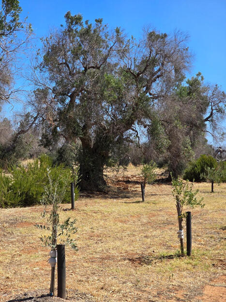 Beyond Xylella –EUROPE’s United fight against XYLELLA FASTIDIOSA, a silent plant killer | CIHEAM Press Review | Scoop.it