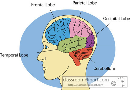 Anatomy : human_brain_2613 : Classroom Clipart | 1Uutiset - Lukemisen tähden | Scoop.it