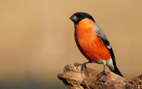 Etudes environnementales&nbsp;: le nordiste Kali Environnement absorbe l&rsquo;aveyronnais Exen | Tertiaire &agrave; forte valeur ajout&eacute;e | Scoop.it