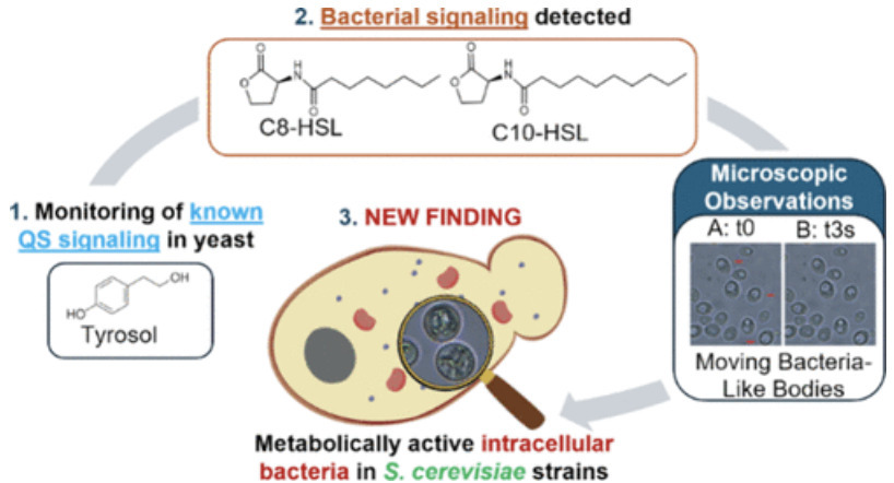 First Evidence of Metabolically Active Intracel...