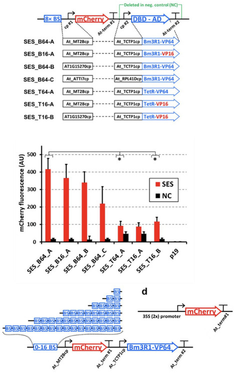 A synthetic expression system for orthogonal gene expression in Nicotiana benthamiana | RMH | Scoop.it