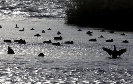 La Réserve de Camargue célèbre ses 90 ans | Camargue Nature | Scoop.it