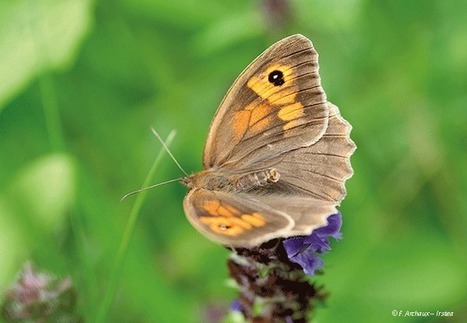 Rôle connectivité habitats papillons contexte agricole | Sciences Eaux & Territoires, la revue d'Irstea | ECOLOGIE - ENVIRONNEMENT | Scoop.it