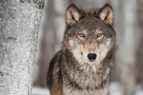 Humeur: Et maintenant, la parole est au loup - Suisse - lematin.ch | Loup | Scoop.it