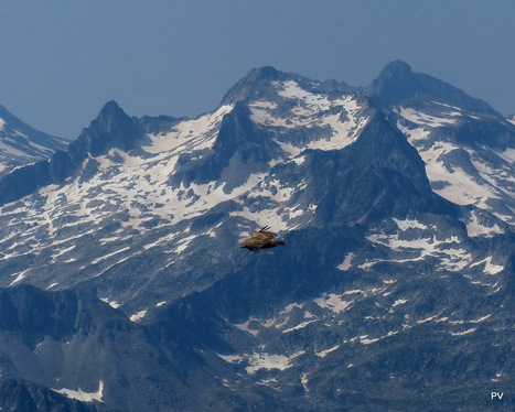 Le fauve et les vieilles neiges #Néouvielle | Vallées d'Aure & Louron - Pyrénées | Scoop.it