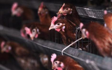Les animaux sont-ils des meubles comme les autres ? | Bioéthique & Procréation | Scoop.it