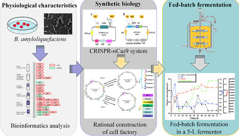 Rational Construction of a Robust Bacillus amyloliquefaciens Cell Factory for Acid-Stable α Amylase Production | acs | RMH | Scoop.it