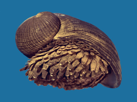 Absurd Creature of the Week: The Badass Snail That Has a Shell Made of Iron | Strange days indeed... | Scoop.it