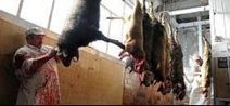 La R&eacute;gion reparle d'un abattoir r&eacute;gional, &agrave; Fruges (59) | La Gazette des abattoirs | Scoop.it