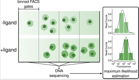 A Sort-Seq Approach to the Development of Single Fluorescent Protein Biosensors ACScb | RMH | Scoop.it