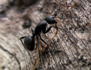 La guerre des fourmis | Variétés entomologiques | Scoop.it