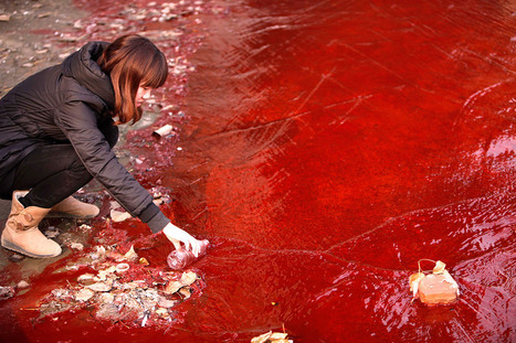 Dead Pigs and Rivers of Blood: Shocking Photos of Water Pollution in China / International Business Times du 31.07.2014 | Pollution accidentelle des eaux par produits chimiques | Scoop.it