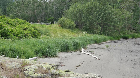 Freiner les vagues une plante &agrave; la fois | OHdio | Radio-Canada | Revue de presse La Matanie | Scoop.it