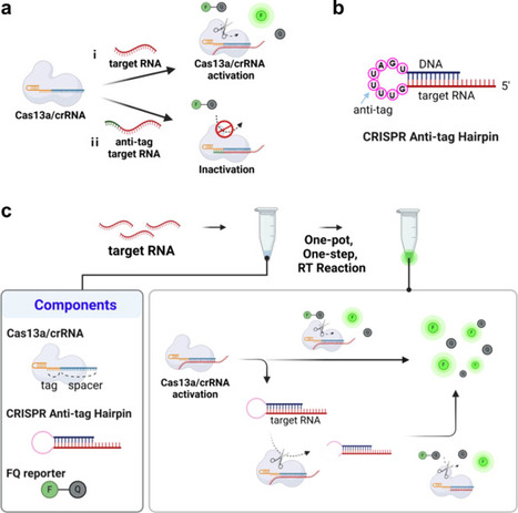 CRISPR anti-tag-mediated room-temperature RNA d...